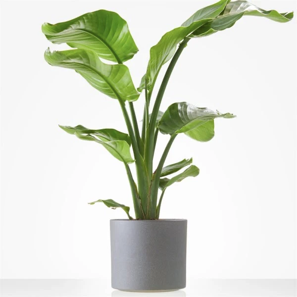 Strelitzia plant versturen