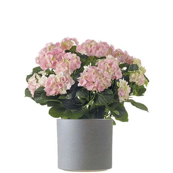 Hortensia Uitwellingerga