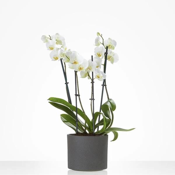 Phalaenopsis Orchidee Lellens bezorgen
