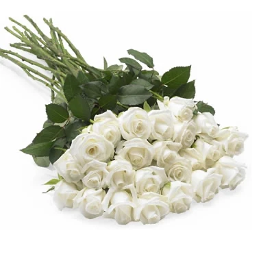 Witte rozen Echten