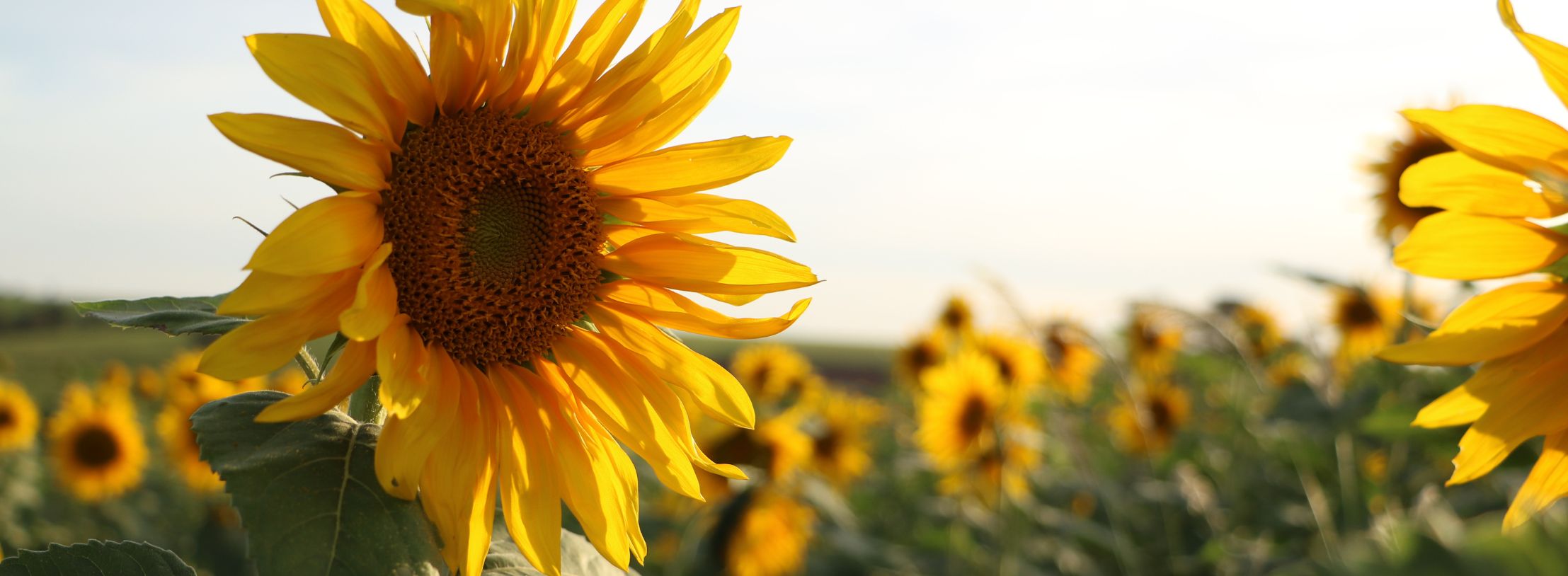 Send Summer Flowers in the Netherlands