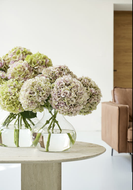 Bouquet of White Double Tulips and Silver Skimmia