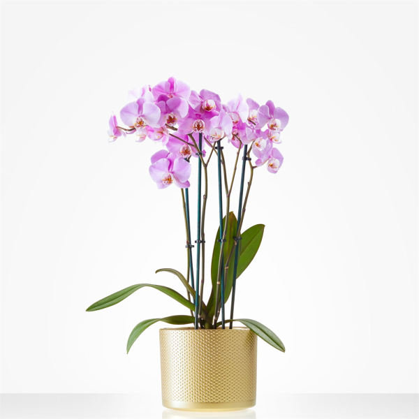 Orchidee in pot als duurzaam bedankje