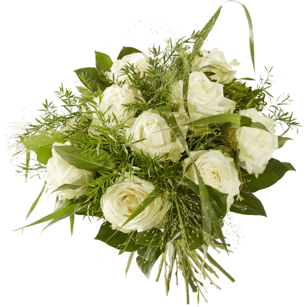 Lovely White Rose Flowers Photos Best Flower Site