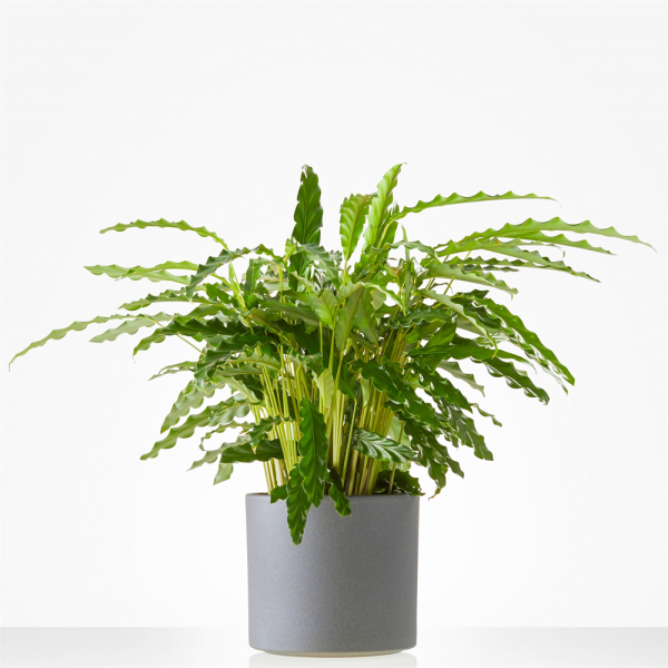  Calathea plant in pot