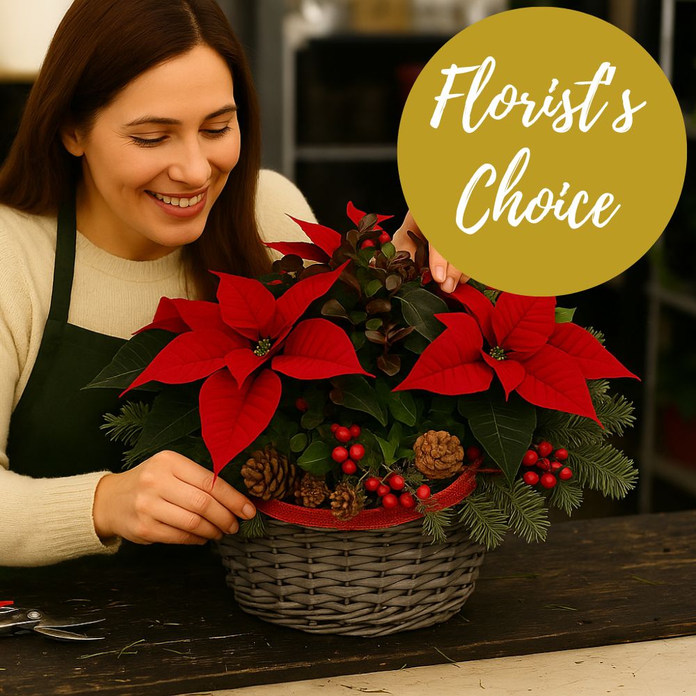Poinsettia Christmas plant