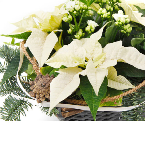 Planten arrangement"Witte Kerst" Keuze bloemist