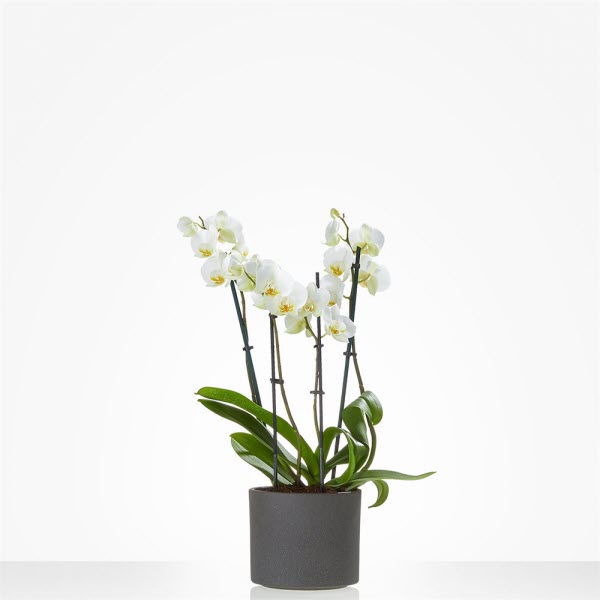 Witte bloeiende Phalaenopsis Orchidee