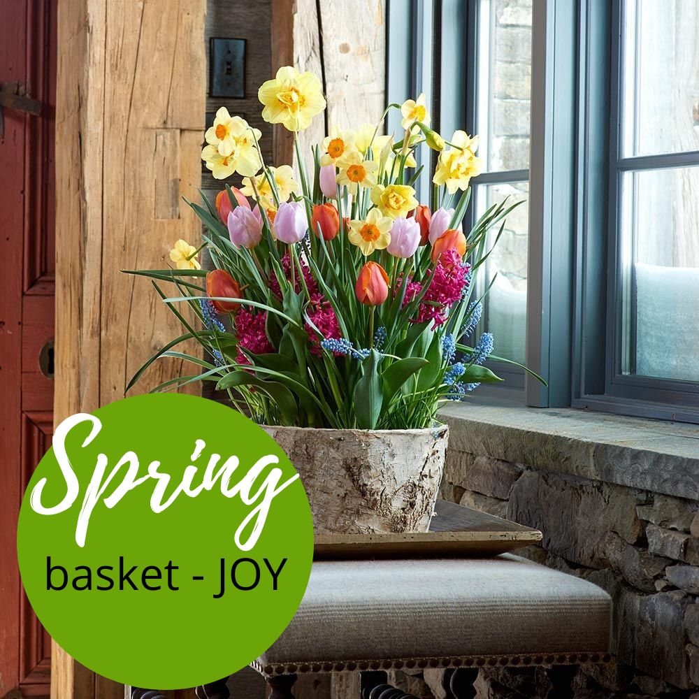 Bloembollen arrangement Joy- Keuze bloemist