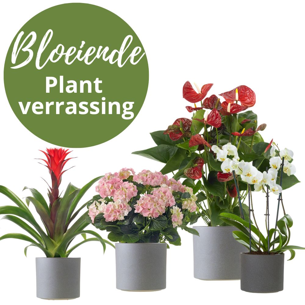 Laat de Bloemist een mooie bloeiende plant voor jou uitzoeken.