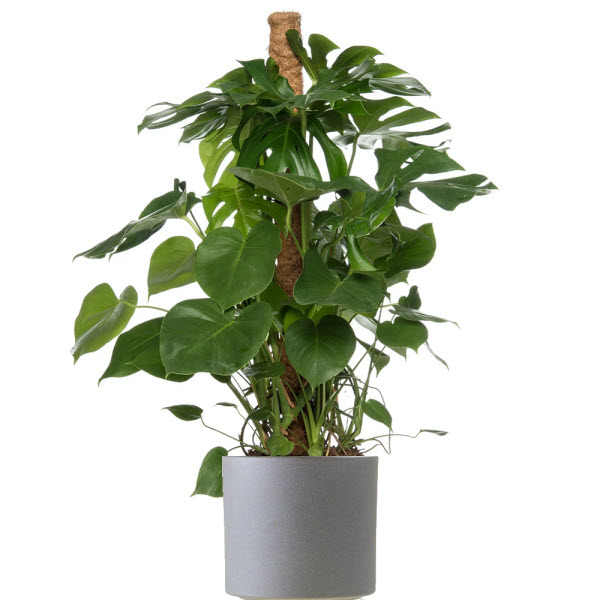 Mooie groene plant