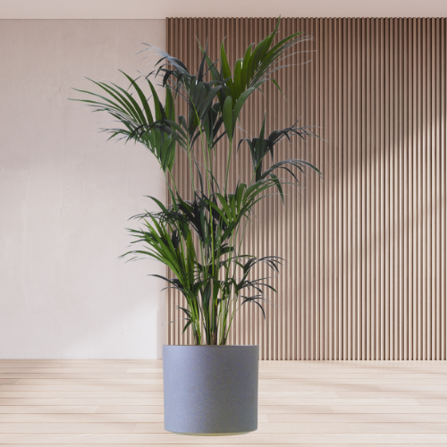 Howea (Kentia palm)