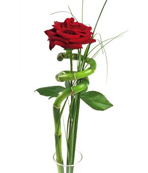 Single Flower Rode roos - Bestellen en bezorgen - Flowers.nl®