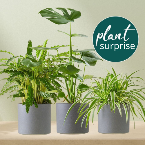 Groene plant duurzaam bedankje