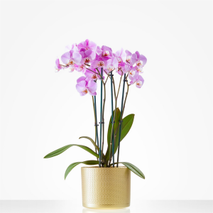Colored Orchid  in golde planter