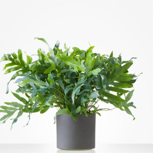 Iron Fern 