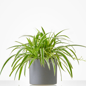 Grass lily in a matching flower pot