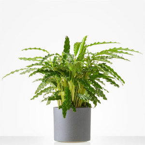 Calathea plant in matching planter