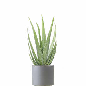 Aloë Vera in matching flowerpot