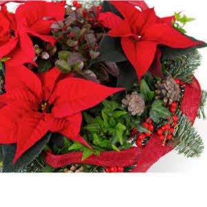 Christmas planter "Red" - Flowers.NL®