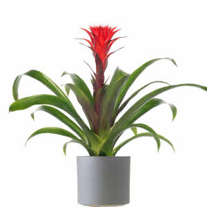 Bromelia - Guzmania  + flowerpot | Flowers.NL