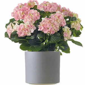 Hydrangea plant in matching container
