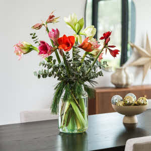 Amaryllis in vase