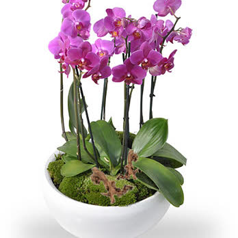 Luxury Bowl with Purple Orchids
