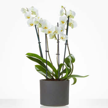 Phalaenopsis Orchid in matching pot