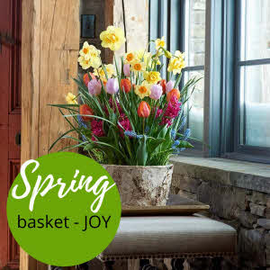 Spring bulbs planter "Colorful" - Florist Choice