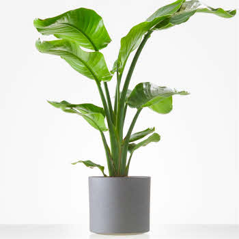 Strelitzia plant in matching container
