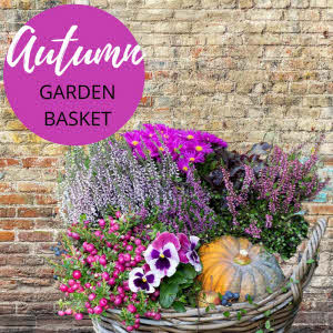 Planter Patio "Autumn" Florist Choice" - Flowers.NL®