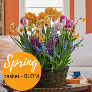 Spring bulbs planter "Colorful" - Florist Choice
