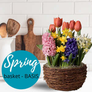 Spring bulbs planter "Colorful" - Florist Choice
