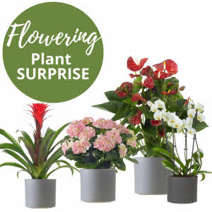 Flowering plant - Florists Choice.