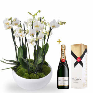 Luxury Bowl with White Orchids and Moët & Chandon Champagne