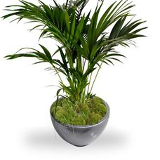 kentia palm in pot