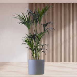 Bestel deze prachtige Kentia Palm