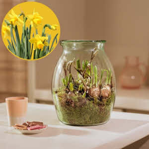 Bring Spring in the house with our Daffodils in a glass vase