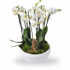 Phalaenopsis Orchids White placed in a matching bowl