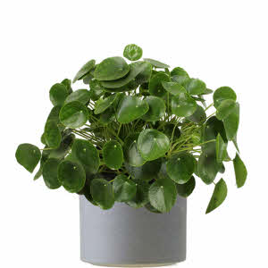 Pancake plant in matching container