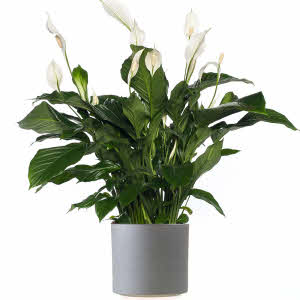 Spathiphyllum in matching container