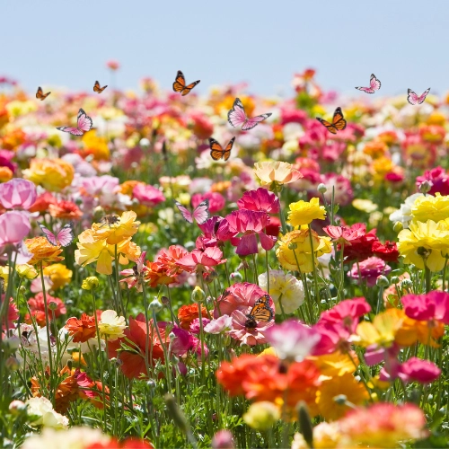 Duurzame bloemen bezorgen in Beerta image