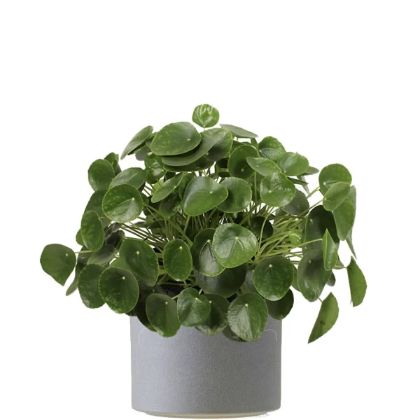 Pancake plant with pot Mirns