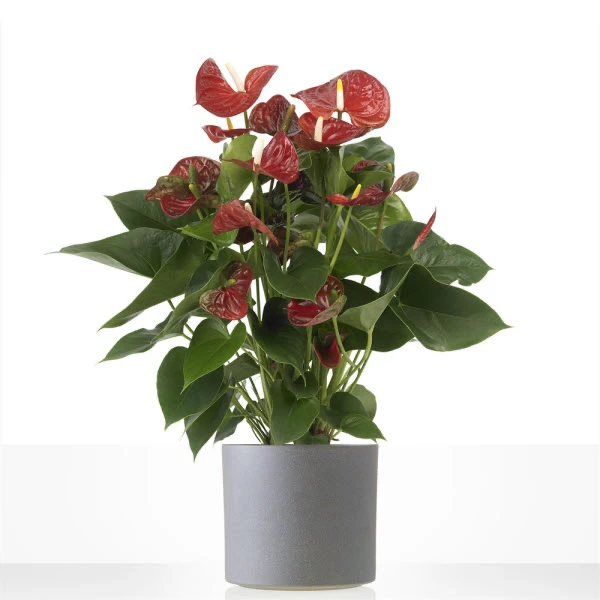 Anthurium plant delivery for Leeuwarden