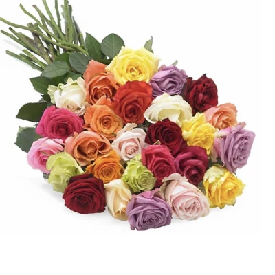 Mixed Roses Genderen